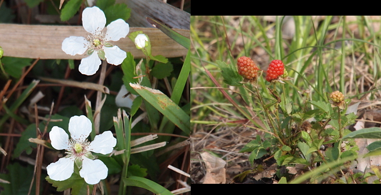 [Two photos spliced together. Photo on left displays tWo white flowers. Each has five petals which are completely separate from each other. The middle of the flower is bunch of thin, long filaments topped with a dark color. Photo on right has three segmented berries. Each berry is at the top of a single stem which is about four inches tall. The largest berry on the left is shades of green and pink. The slightly smaller one beside it is a brighter shade of red. The small berry on the right is still all green. ]